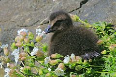 Common Eider